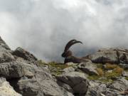La faune autour de Valloire